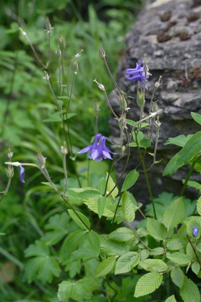 Aquilegia cfr. vulgaris